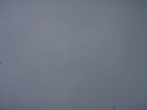 下から見たボタン雪